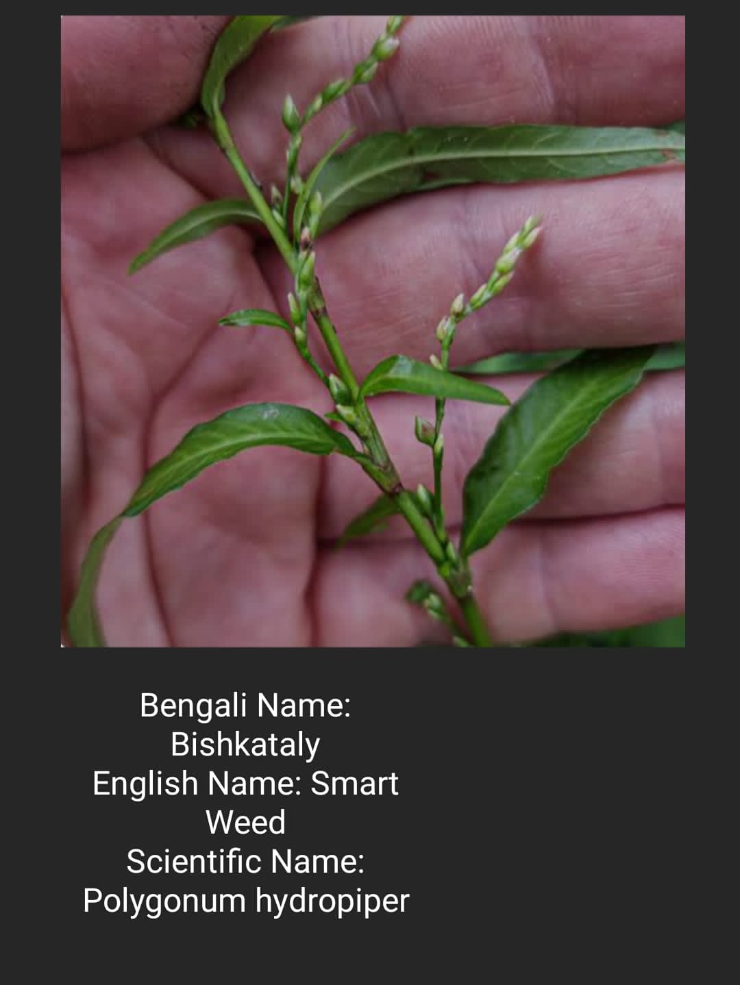 Bishkataly